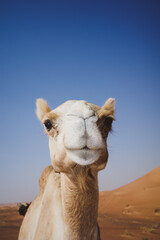 camel in the desert 001