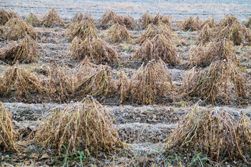 黒豆（丹波黒）　畑での乾燥風景　丹波篠山　11月