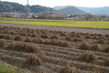 黒豆（丹波黒）　畑での乾燥風景　丹波篠山　11月
