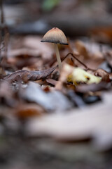 Vue latérale en gros plan d'un petit champignon brun, dans un parterre de feuilles mortes