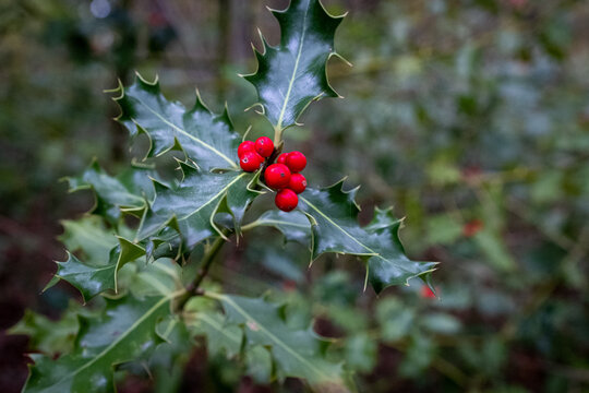 Arbuste de houx avec des baies rouges dans un bois, illustrant l'esprit de Noël
