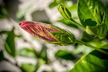 A close up photo of a budding hibiscus flower