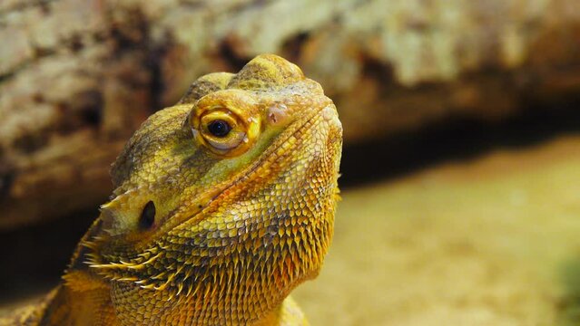 agama brodata on blue background