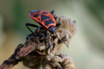 Firebug (Pyrrhocoris apterus) on a plant