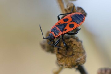 Firebug (Pyrrhocoris apterus) on a plant