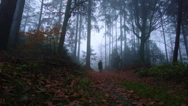 Traveler is walking along a path in a long jacket with a backpack in an autumn forest with fallen leaves. The thick fog of a cold morning creates a spooky atmosphere