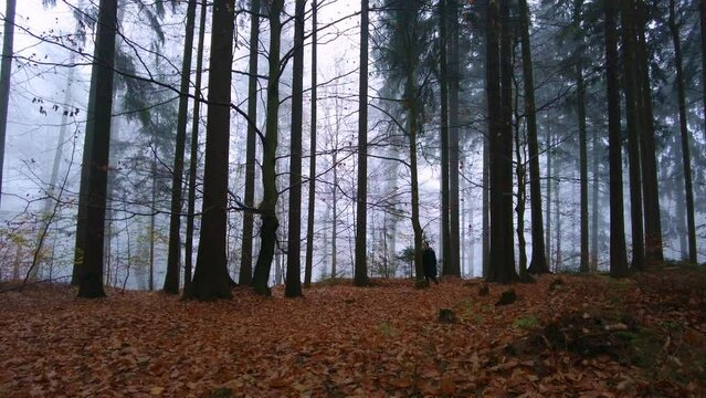 Man walks on dry fallen leaves in the forest. Autumn damp foggy day, cool morning in natural landscape and backpacking walk to improve mental mood outside the city