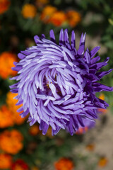 purple dahlia flower