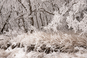 Trees covered with white snow.