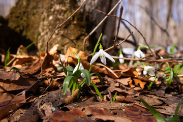 Beautiful snowdrops in the forest.