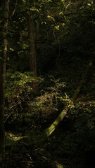 green forest in the morning