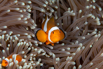 Clownfish - Western Anemonefish Amphiprion ocellaris lives in an anemone. Underwater macro world of Tulamben, Bali, Indonesia.