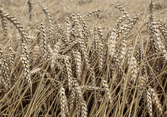 Rural scenery. Background of ripening ears of wheat field and sunlight. Crops field. Selective focus. Field landscape.