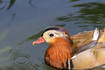 Male Mandarin duck (Aix galericulata)
