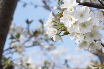 Fototapeta premium 桜