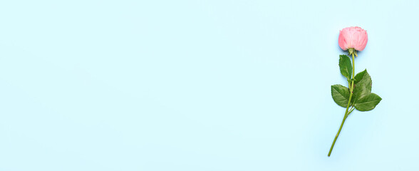 Beautiful peony rose on light blue background with space for text