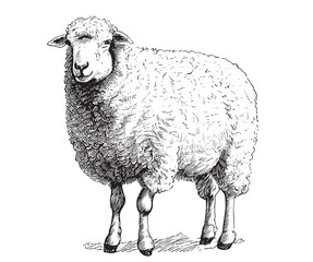 Farm sheep sketch hand drawn side view Farming Vector illustration