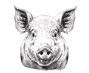 Fotobehang Piglet portrait hand drawn sketch Farming and livestock Vector illustration. © BigJoy