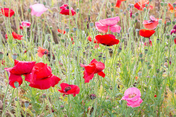 white background and poppies
