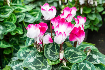 Beautiful white-pink blooming cyclamen close-up. Winter garden potted flowers for Christmas decoration.