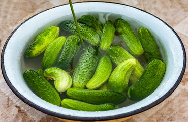 Cucumbers in an enameled basin with water close-up in summer