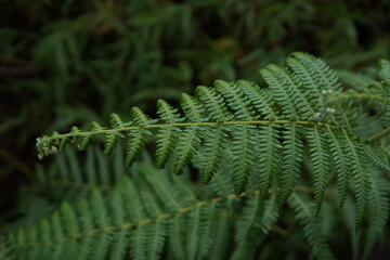 fern leaves