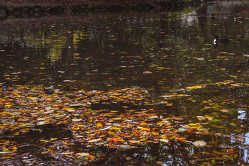 FOLIAGE AL PARCO DI MONZA