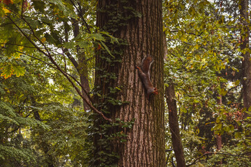 Fototapeta premium SCOIATTOLO E FOLIAGE AL PARCO DI MONZA