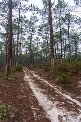 Sandy road in autumn pine forest