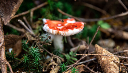 Red mushroom among lithuania in the forest, macro shot.