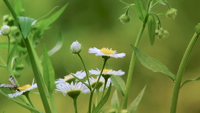 Scorpionfly on Daisies with gentle breeze and defocus green background 