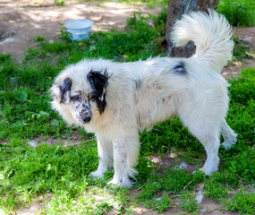 White Dog with black spots on a background of green grass in summer