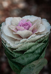 The unusual elegant cabbage rose