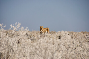 female lioness in the plains of Etosha National Park Namibia