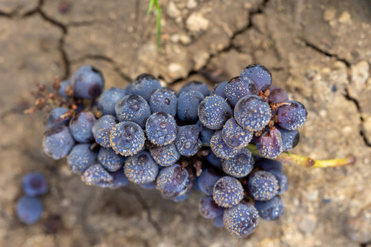 Pinecone–shaped bunch of pinot noir grapes with drops on the clay ground, macro close up, Burgundy France