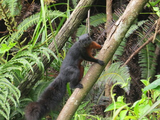 squirrel on tree