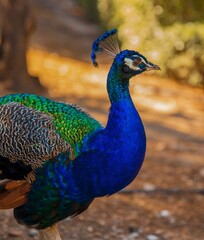 Obraz premium peacock with feathers