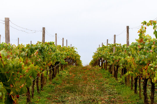 Vino