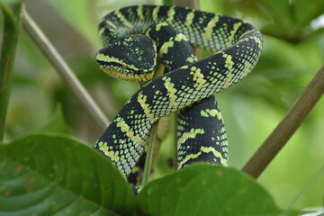 Wild Snake