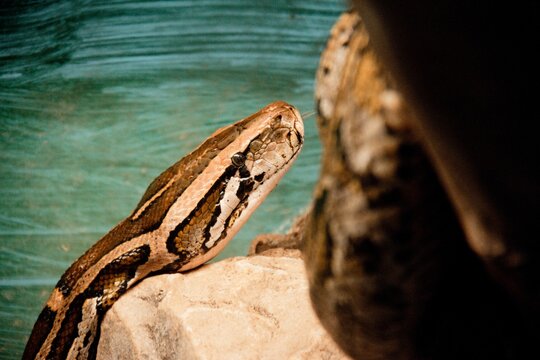 Shallow focus shot of the head of an Indian python