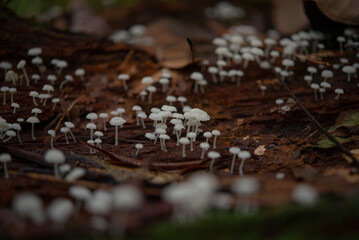 Close up of a Wild mushroom
