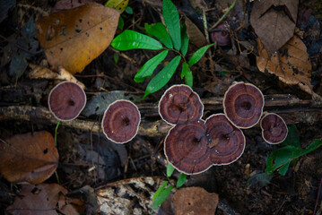Wild mushrooms on forest floor