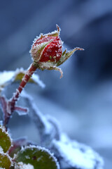 Fototapeta premium Blumen 1437