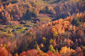 Autumn color trees and countryside landscape.