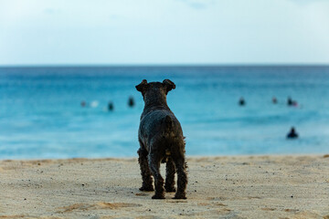 SAPDI_BEACH_DOG_01