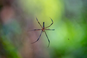 spider on a web