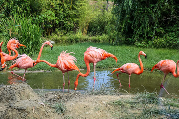 Beautiful pink flamingos in zoological garden