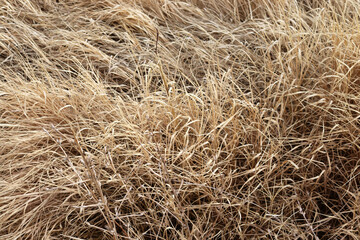dry and yellow grasses in autumn season