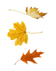 Autumn Leaf Isolated, Colored Autumn Tree Leaves, Red Orange Foliage, Yellow Fall Leaf