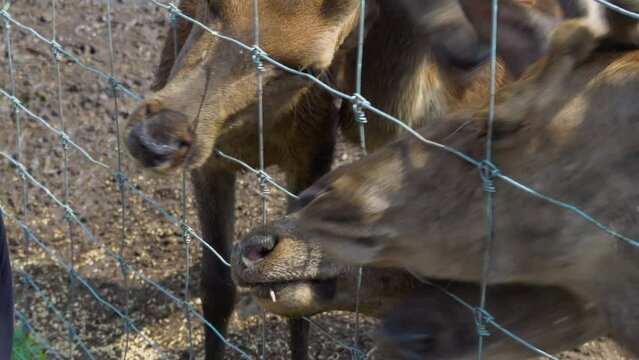 Feeding deer through the fence at the daniel farm outside on a sunny day